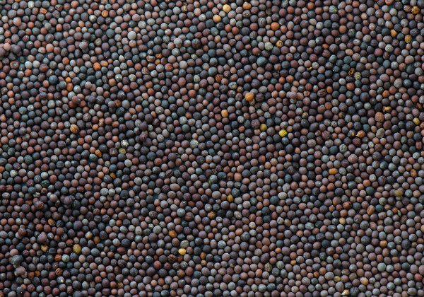 Canola