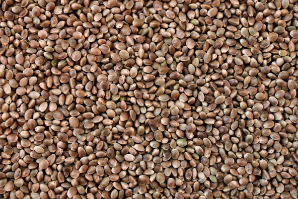 Hemp