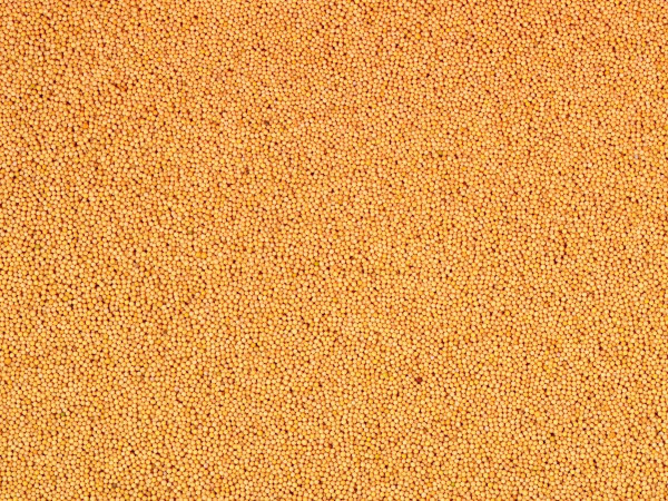 Yellow Mustard