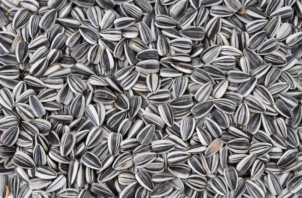 Sunflower Seeds
