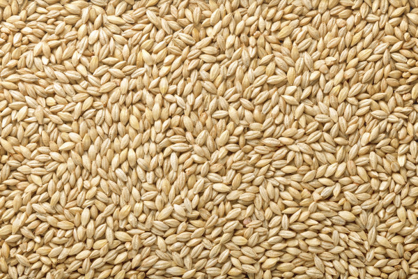 Barley