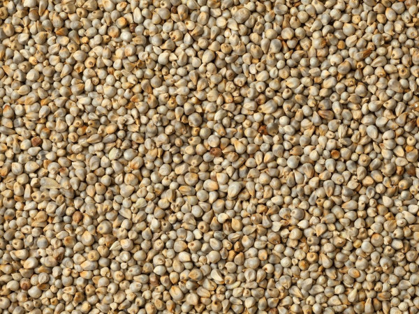 Millet