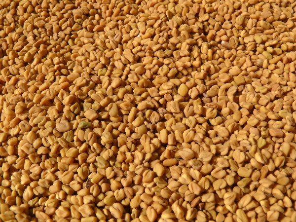 Fenugreek